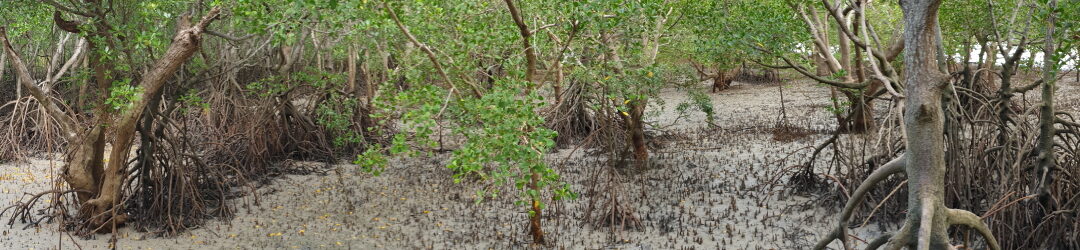 Rock2Sea - What's the Update